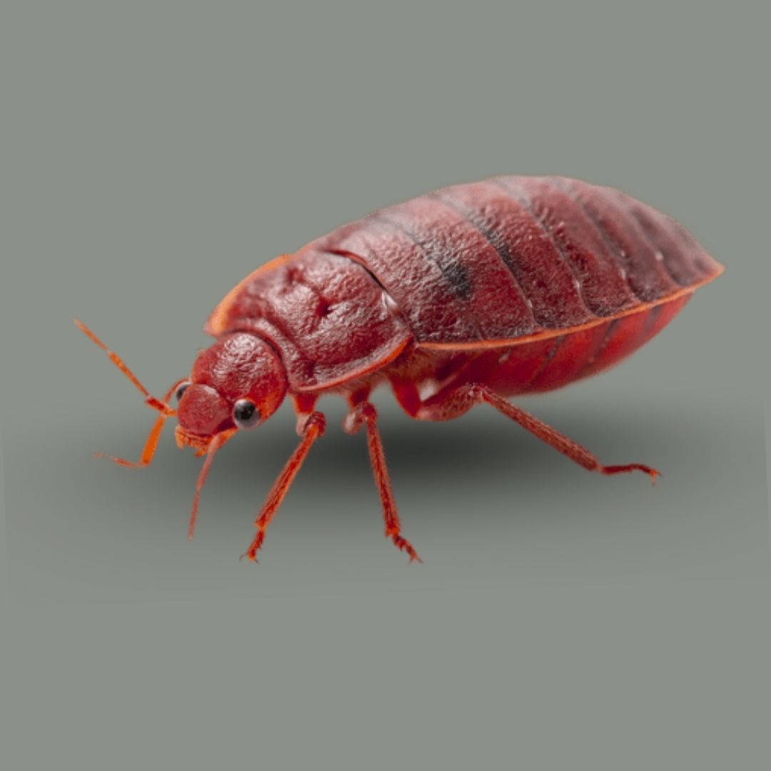 Bed Bug Control